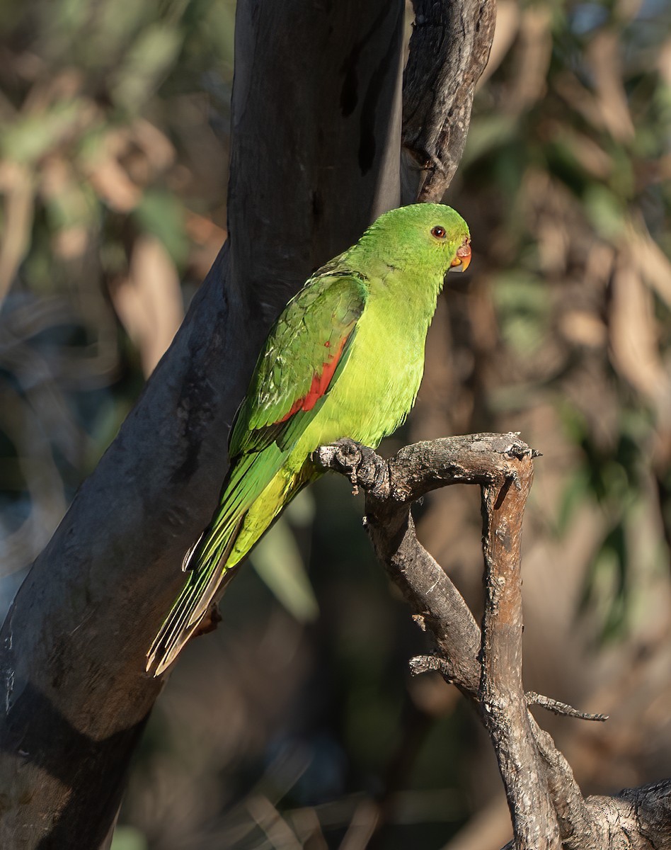 Papagayo Alirrojo - ML641039143