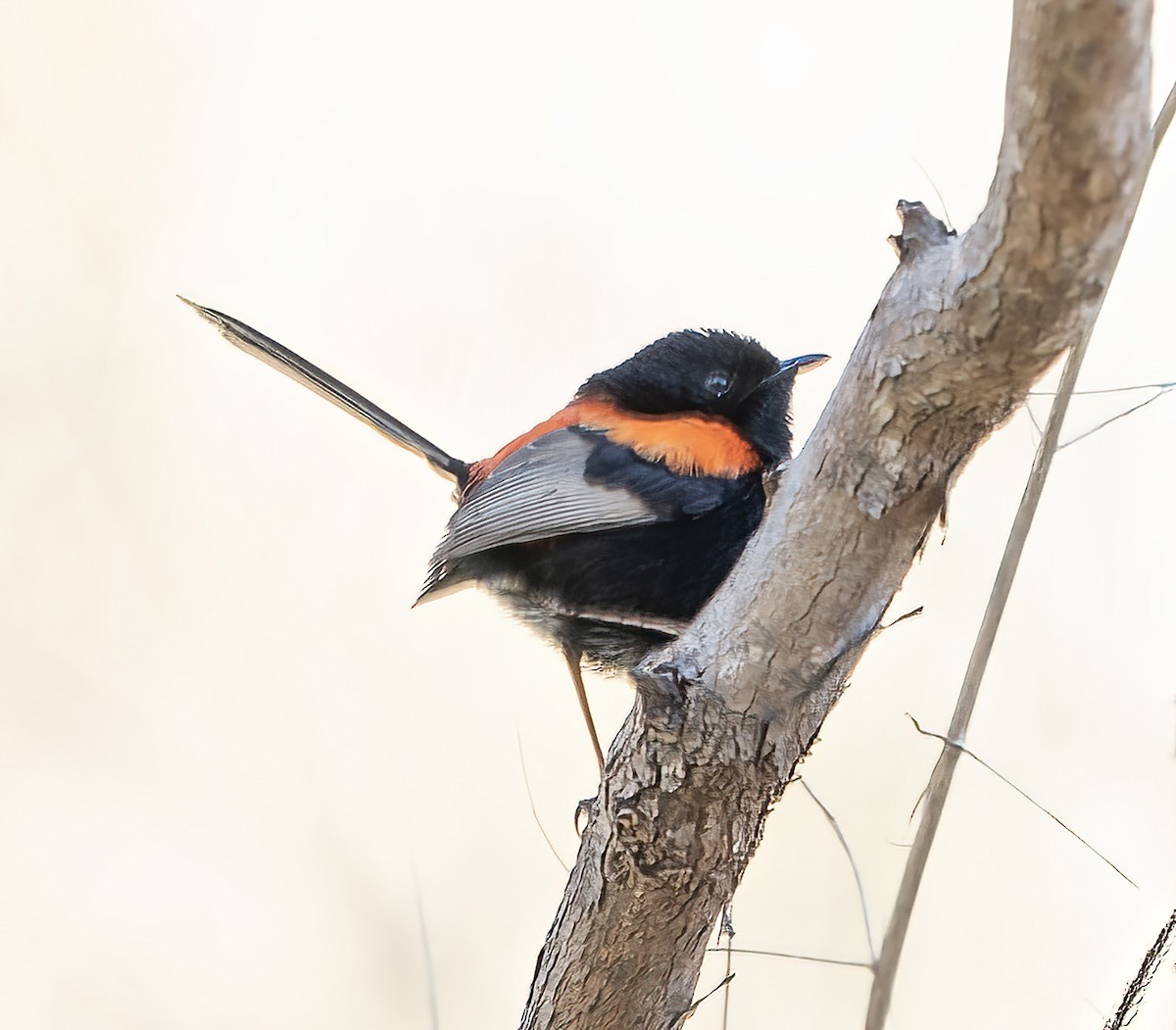 Maluro Dorsirrojo - ML641039149