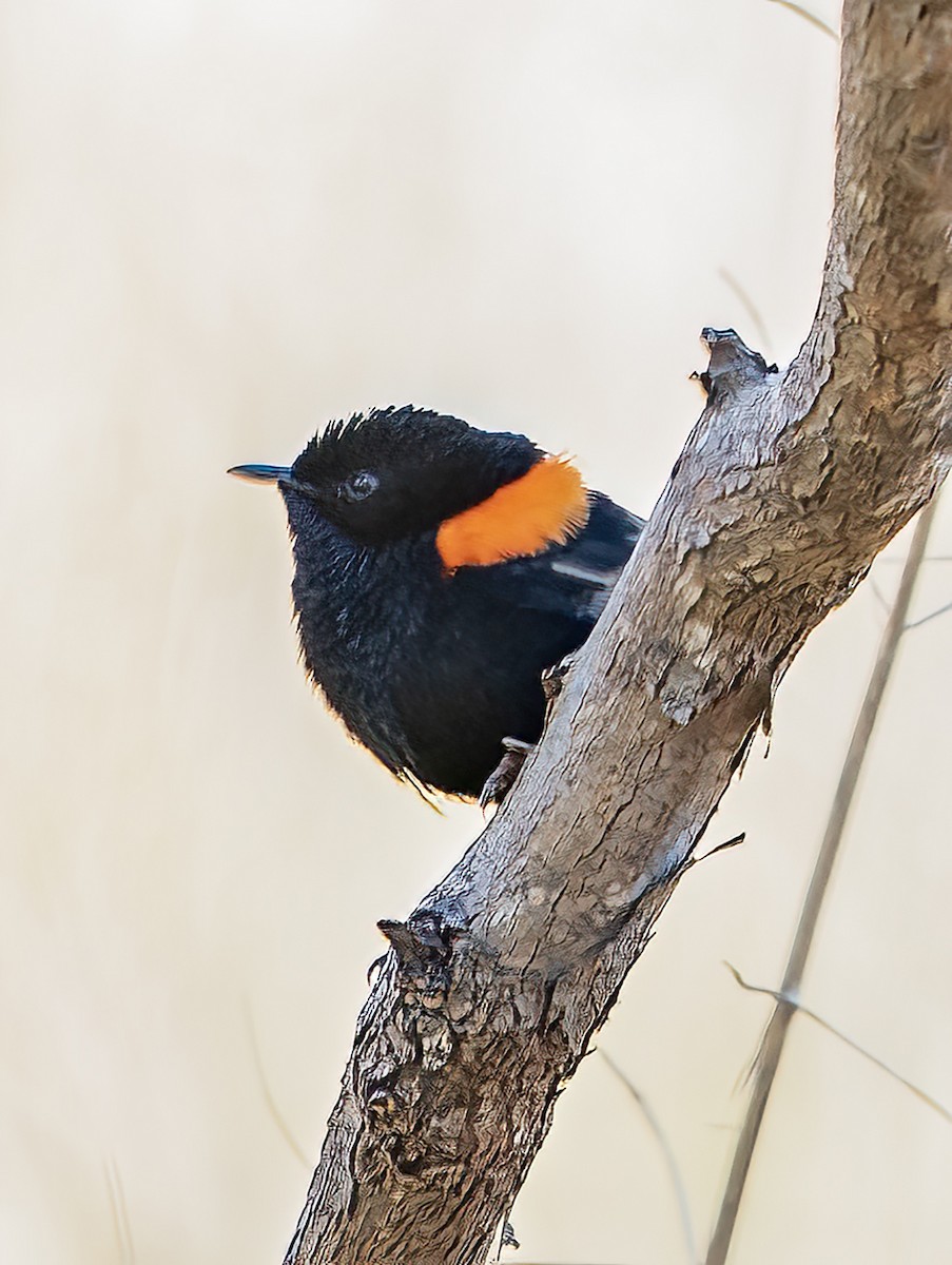 Maluro Dorsirrojo - ML641039150
