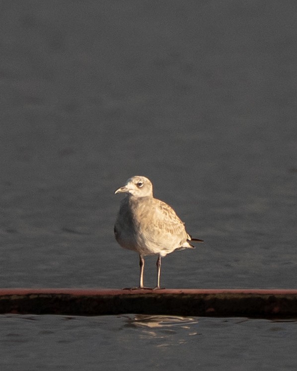 Laughing Gull - ML641039151