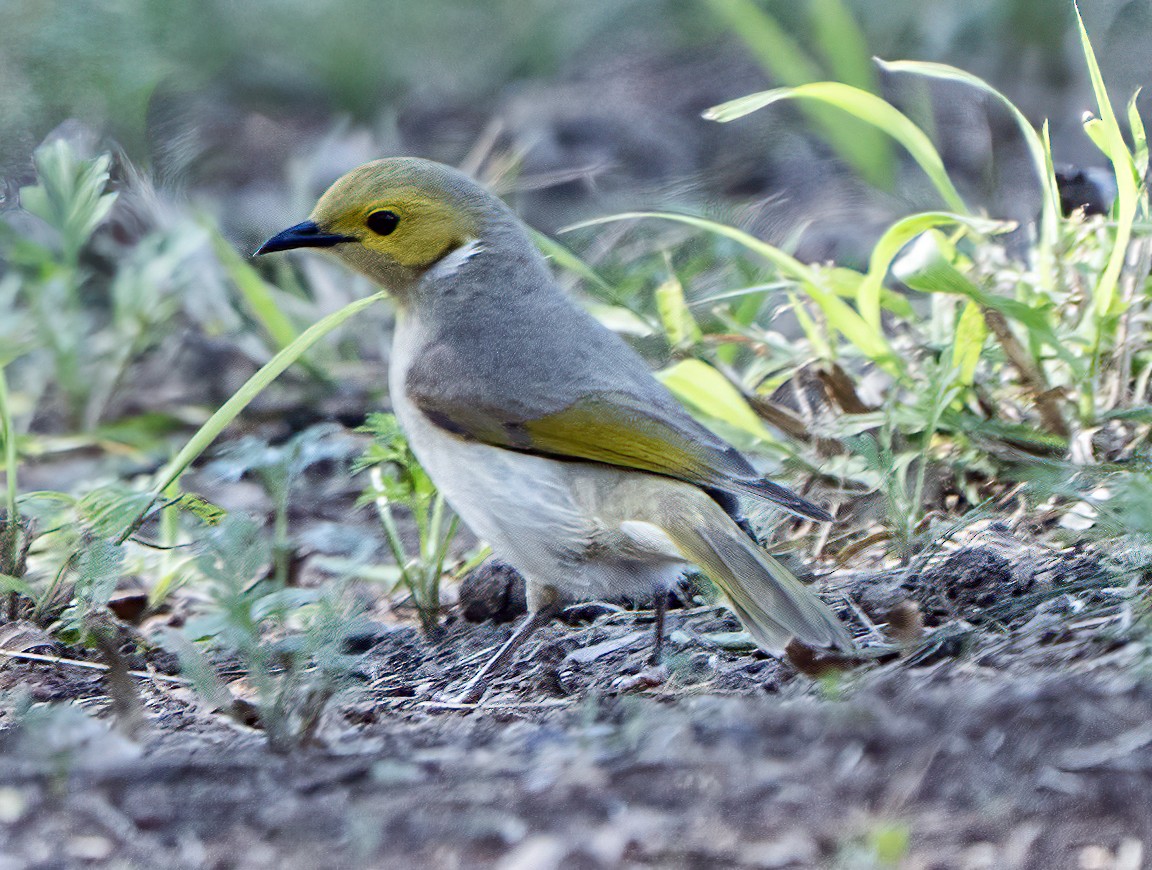White-plumed Honeyeater - ML641039158