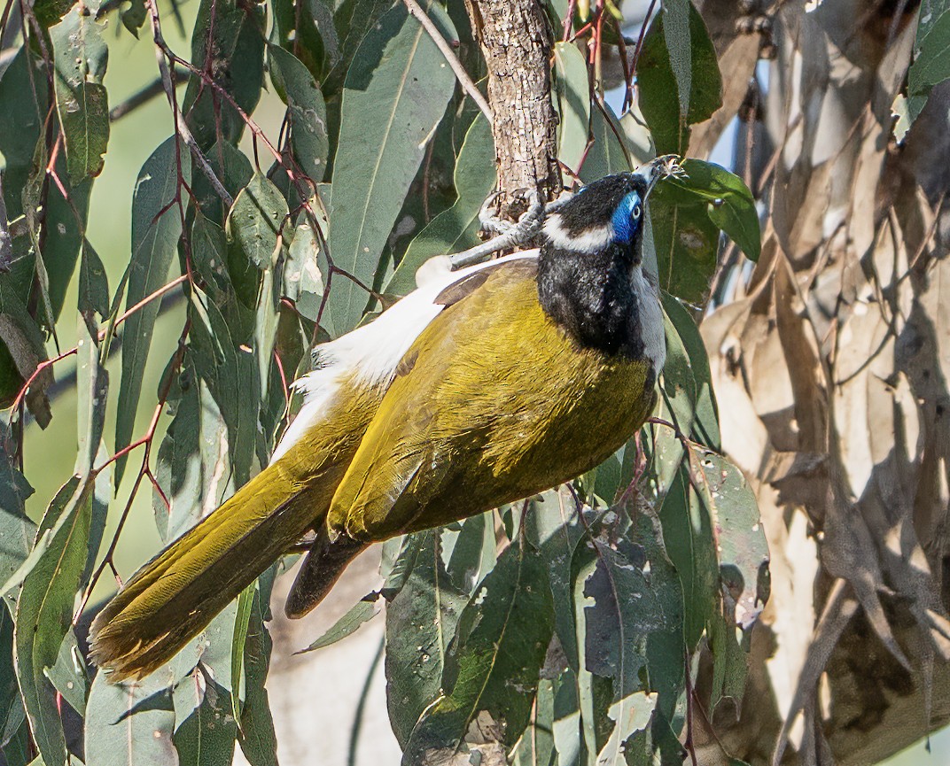 Mielero Cariazul - ML641039166