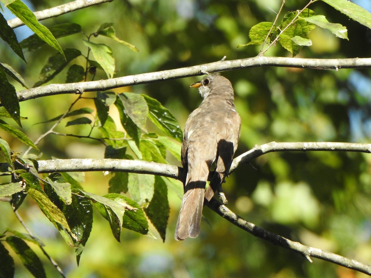 Yellow-billed Cuckoo - ML641039173