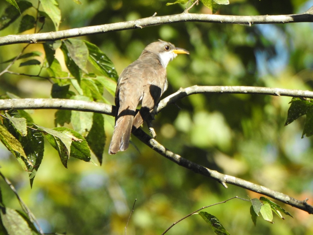 Yellow-billed Cuckoo - ML641039174