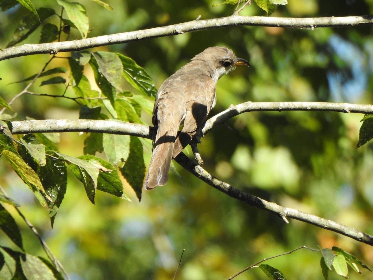 Yellow-billed Cuckoo - ML641039175
