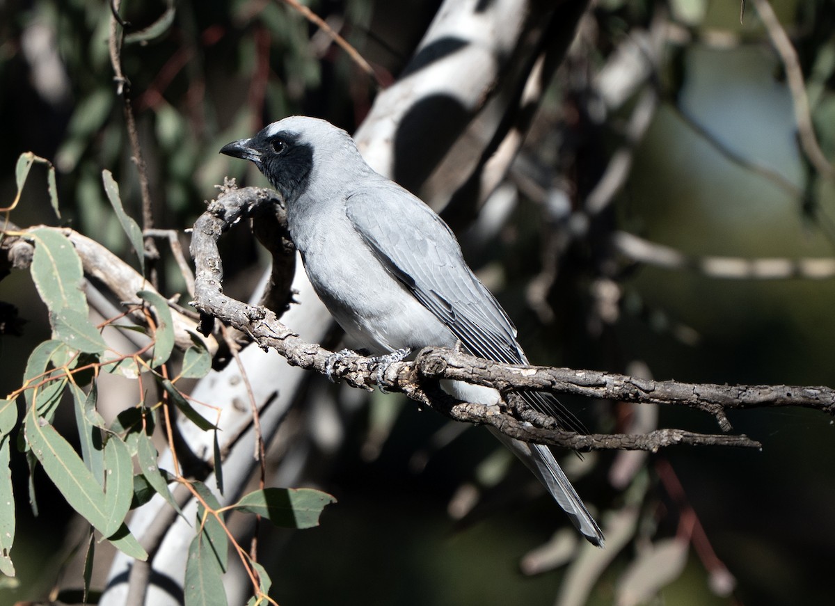 Oruguero Carinegro - ML641039177