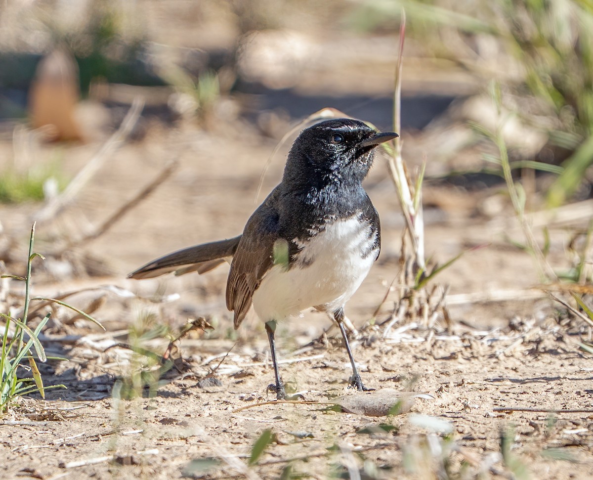 Abanico Lavandera - ML641039188
