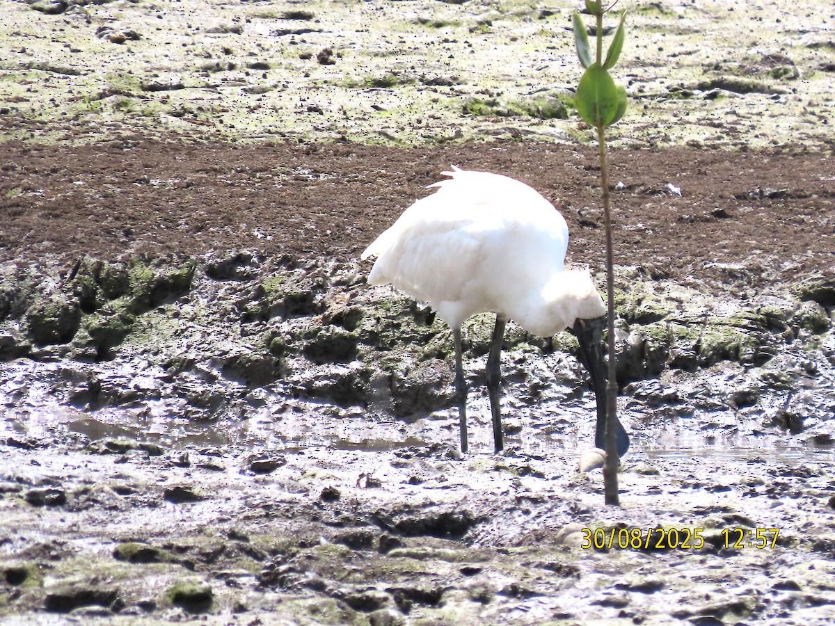 Royal Spoonbill - ML641039192