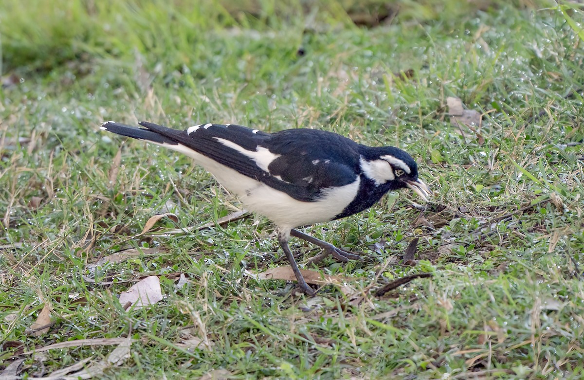 Grallina Australiana - ML641039193