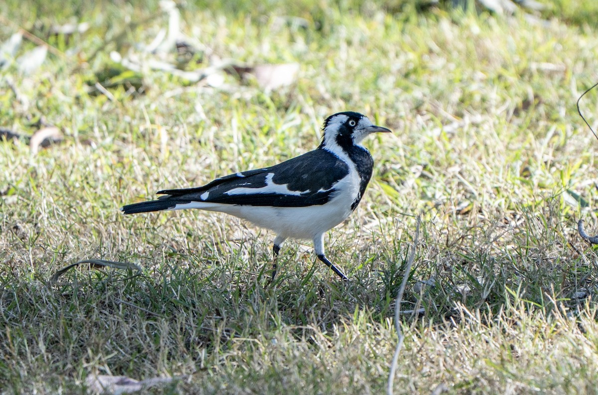 Grallina Australiana - ML641039195