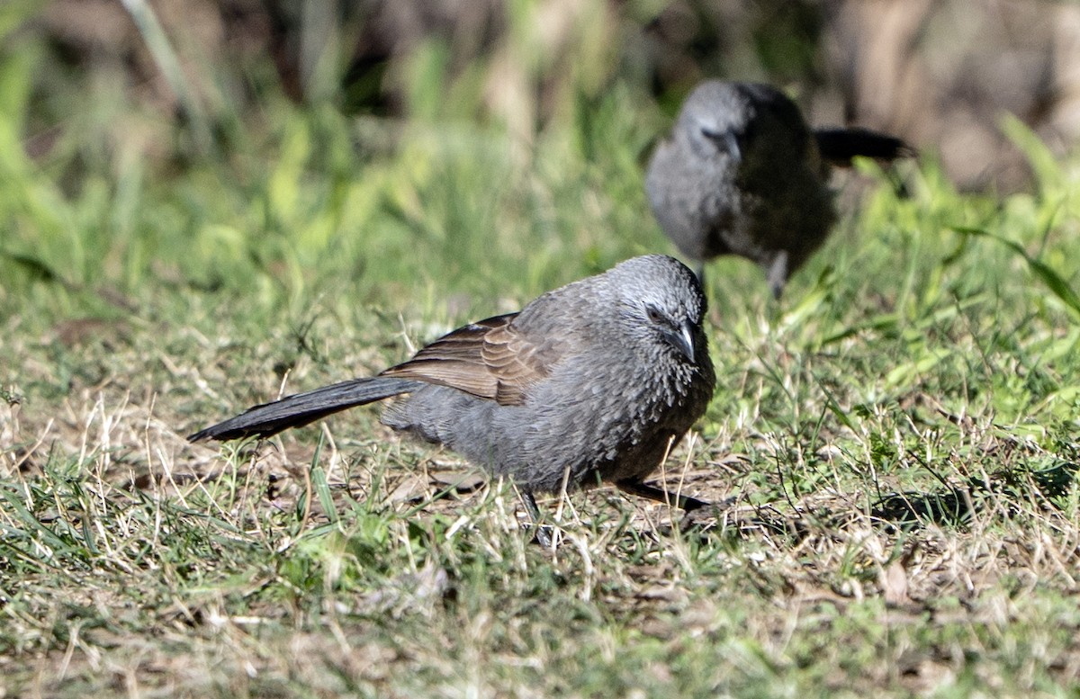 Corvino Apóstol - ML641039206