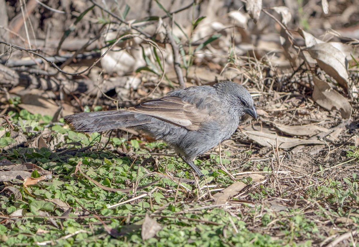 Corvino Apóstol - ML641039207