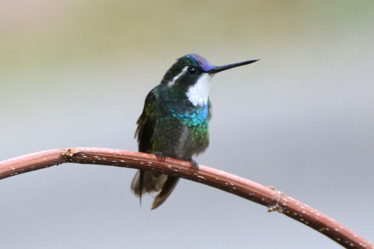 White-throated Mountain-gem - ML64103921