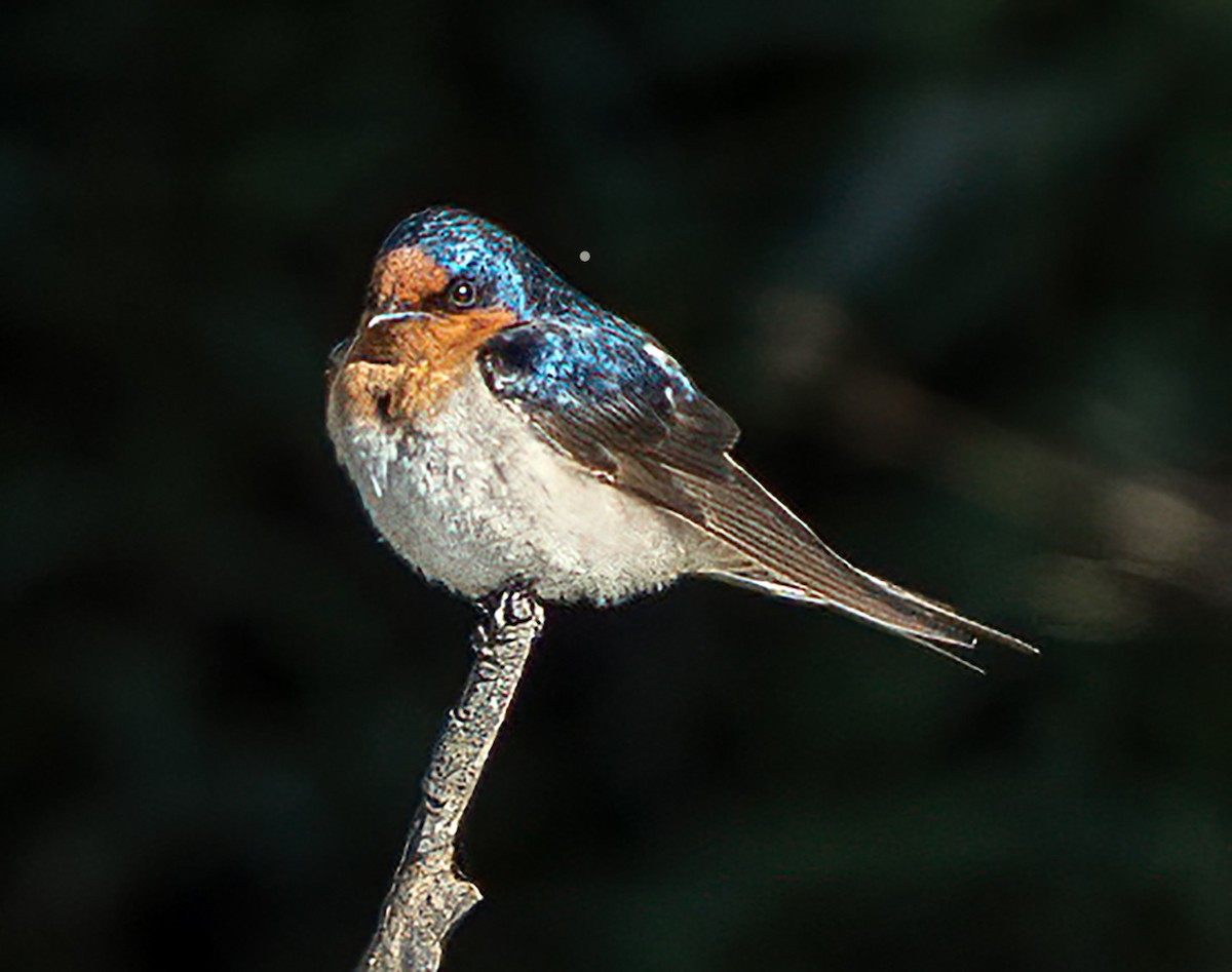 Golondrina Australiana - ML641039214