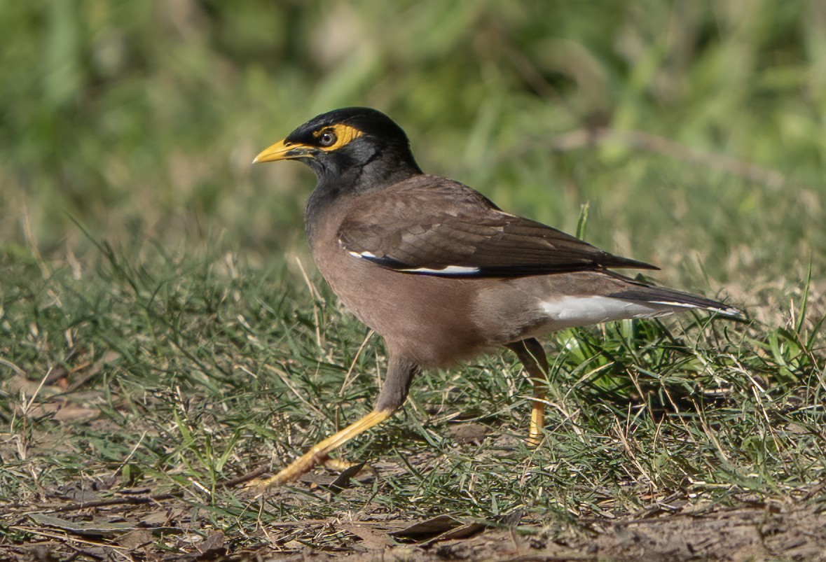 Miná Común - ML641039225