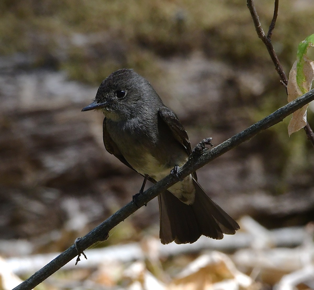 Western Wood-Pewee - ML641039242