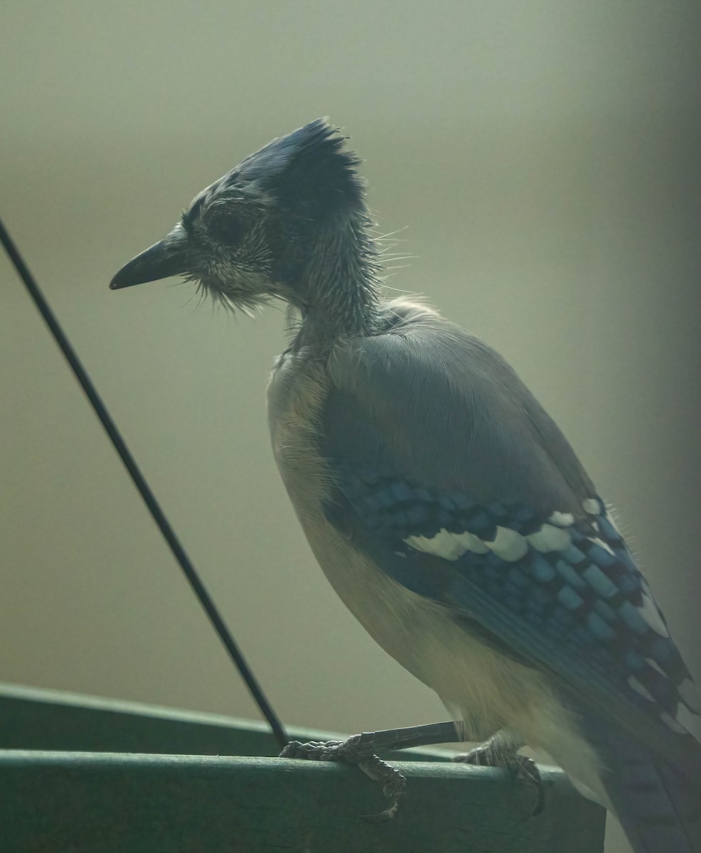 Blue Jay - ML641039277