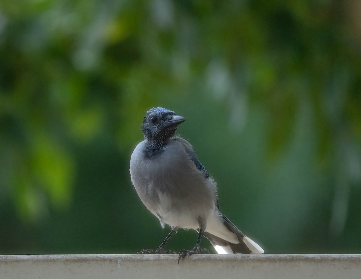 Blue Jay - ML641039278