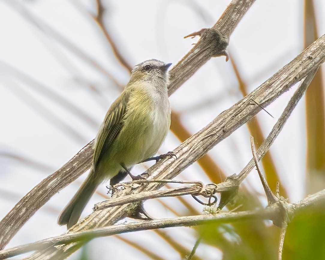 Weißstreif-Kleintyrann - ML641039279