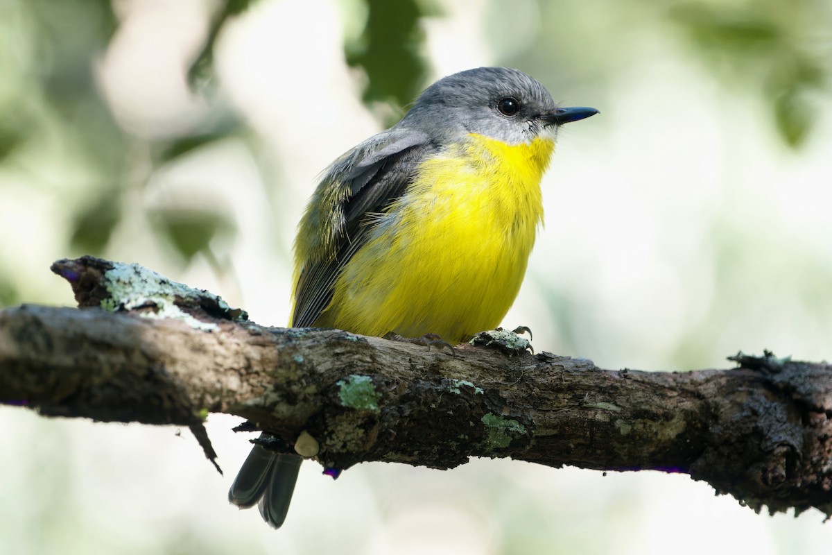 Eastern Yellow Robin - ML641039331
