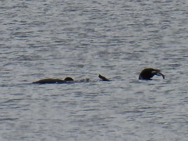 Common Loon - ML641039338