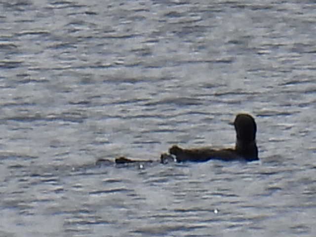 Common Loon - ML641039339