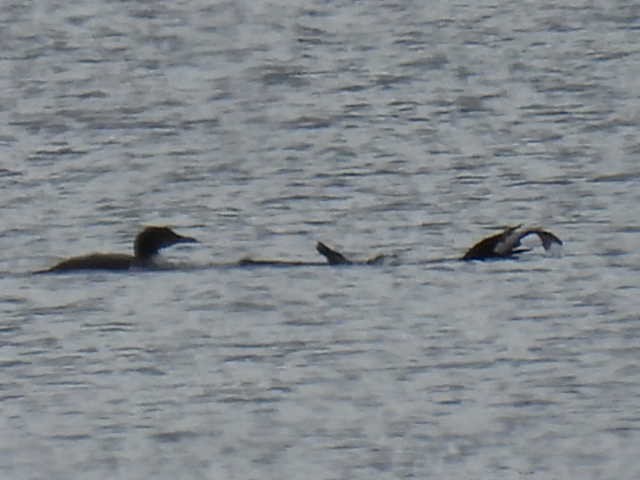 Common Loon - ML641039340