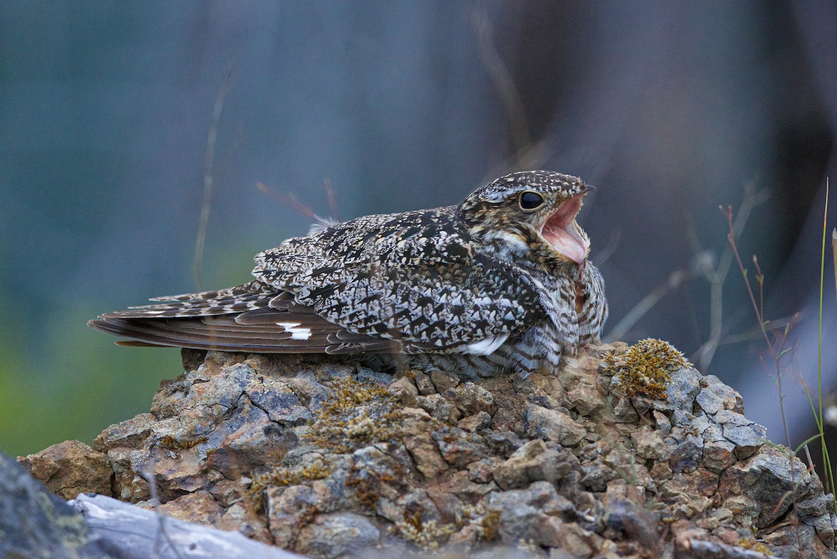 Common Nighthawk - ML641039357