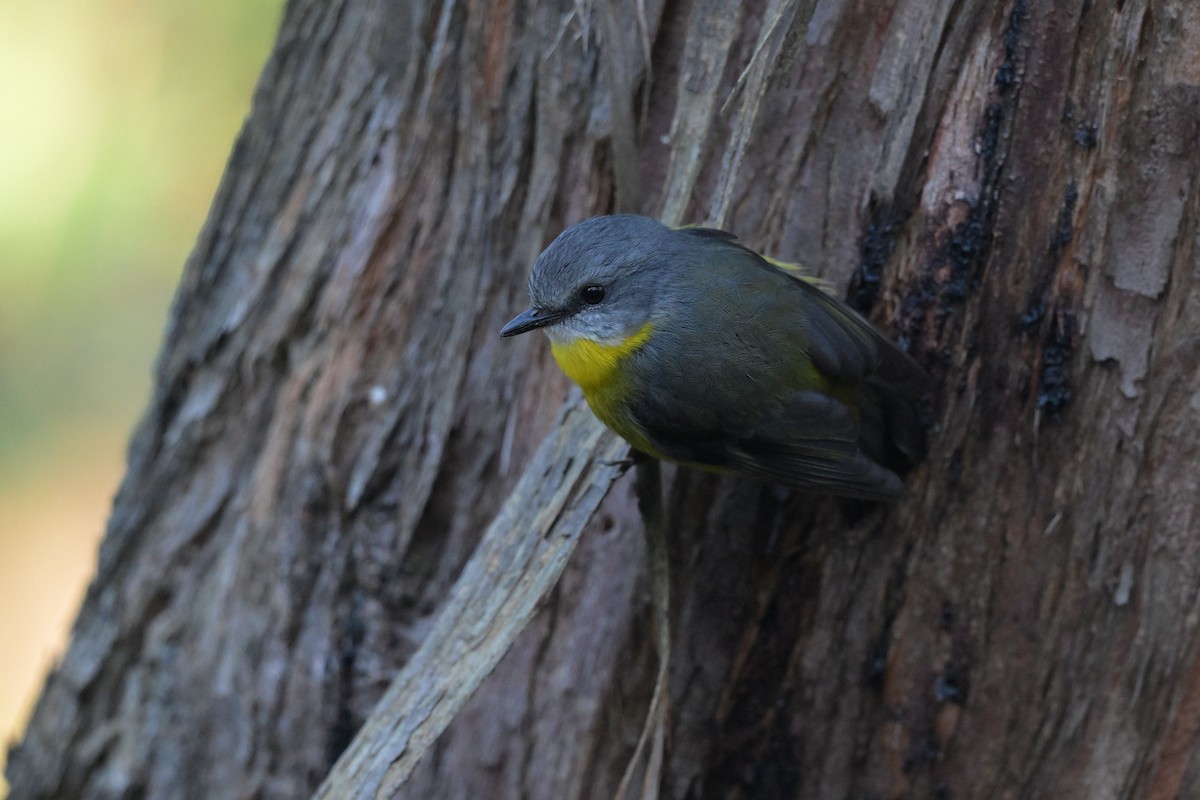 Eastern Yellow Robin - ML641039358