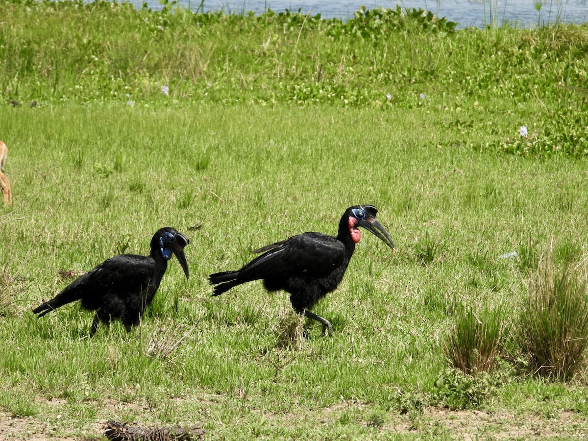 Abyssinian Ground-Hornbill - ML641039360