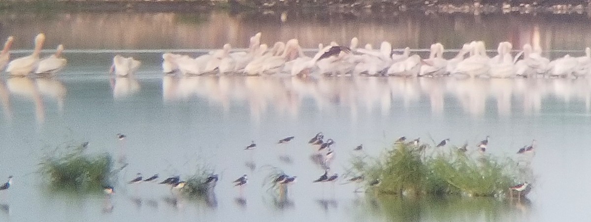 American White Pelican - ML641039388