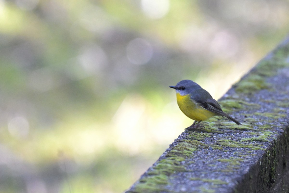 Eastern Yellow Robin - ML641039391