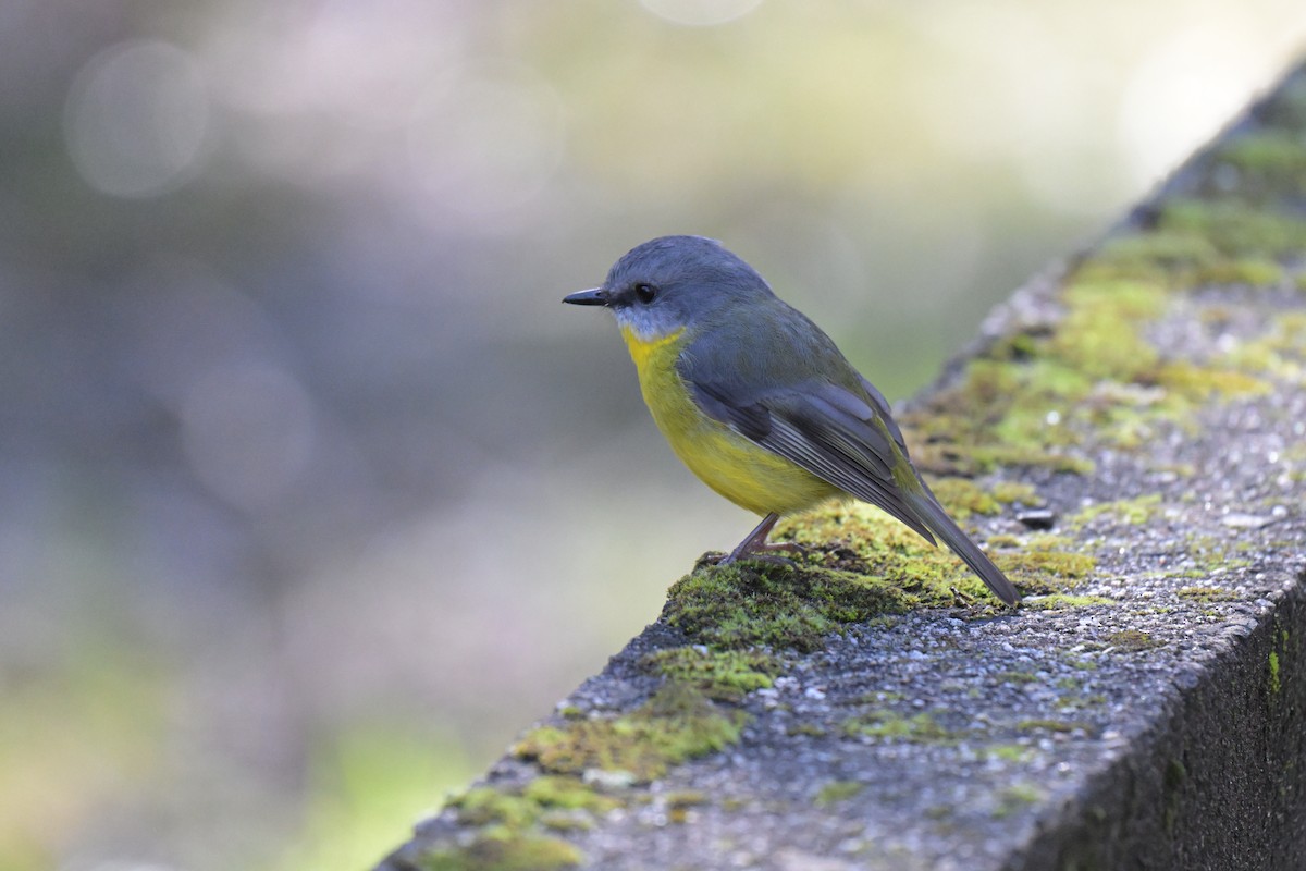 Eastern Yellow Robin - ML641039394