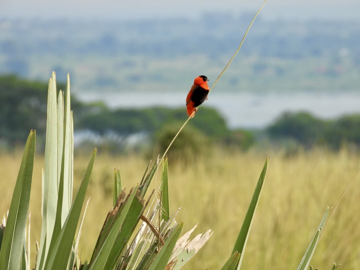 Northern Red Bishop - ML641039400