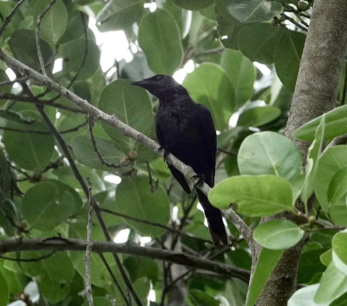 Moluccan Starling - ML641039402