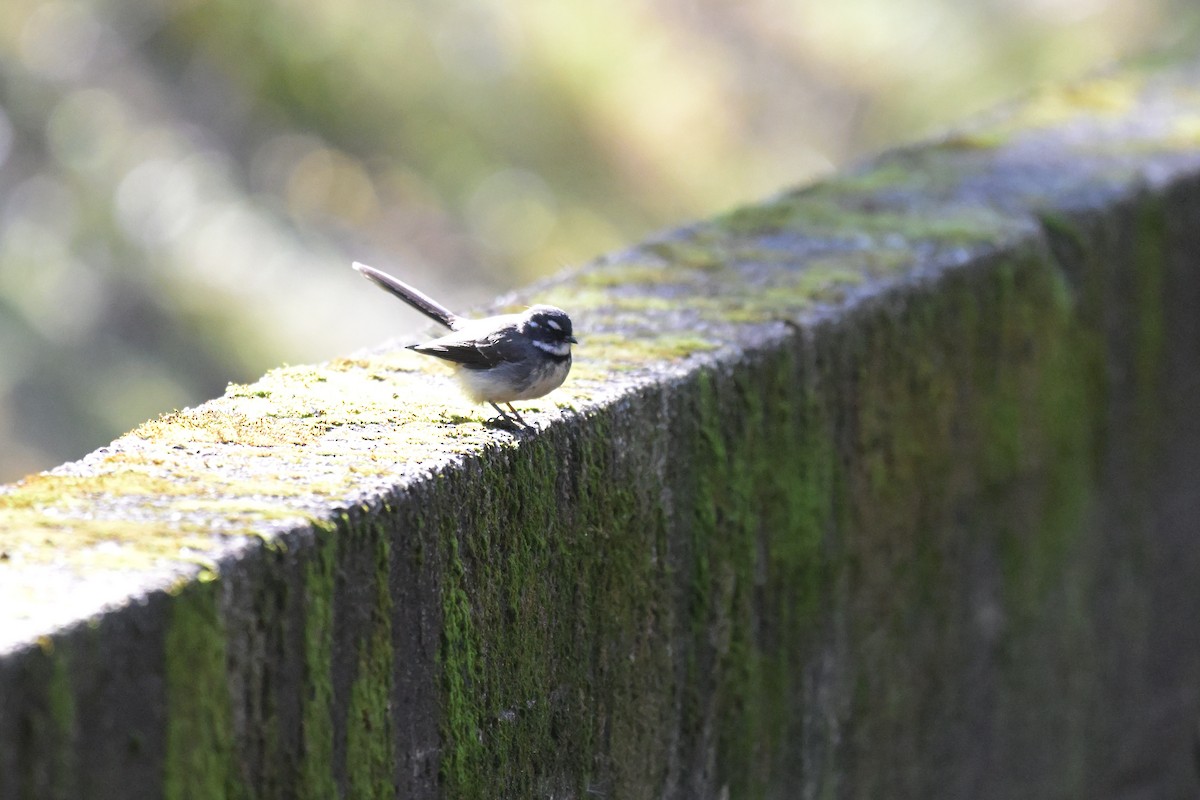 Gray Fantail - ML641039414