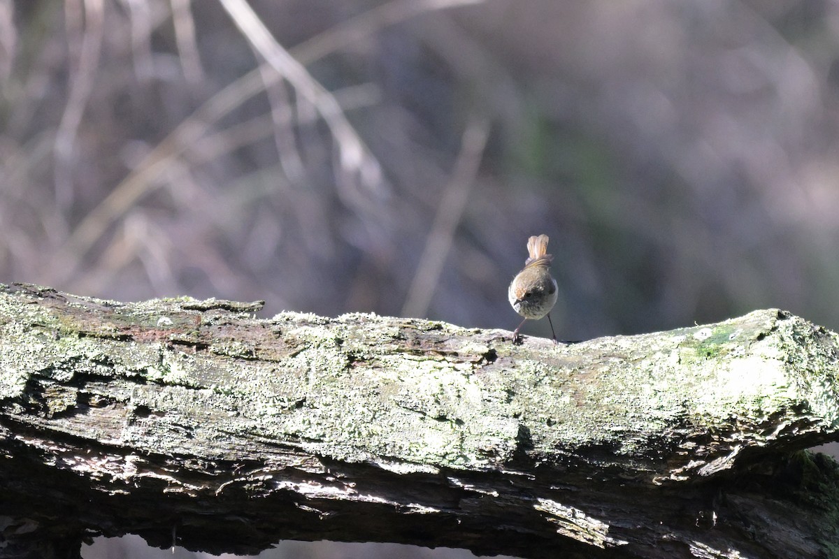 Brown Thornbill - ML641039426