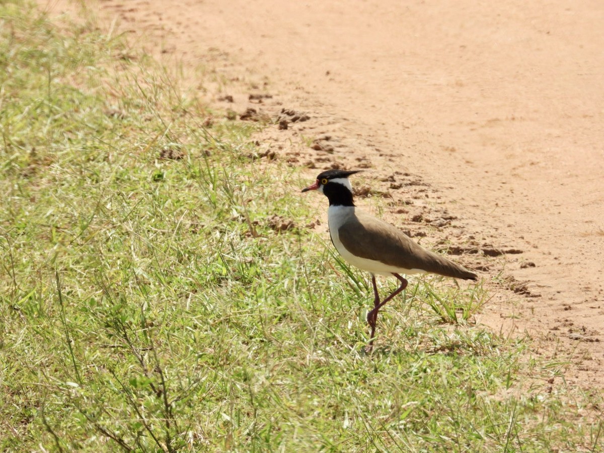 Black-headed Lapwing - ML641039474