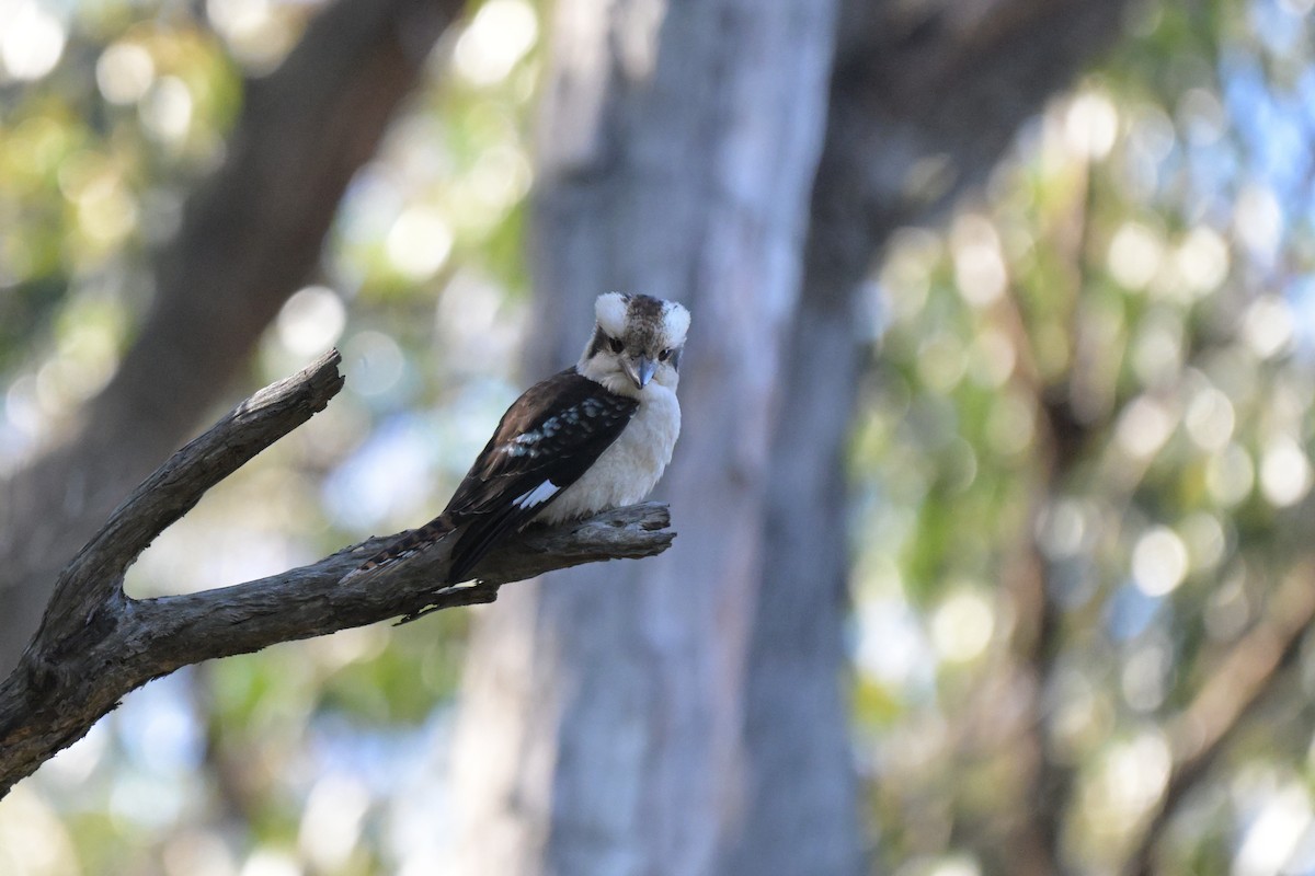 Laughing Kookaburra - ML641039475