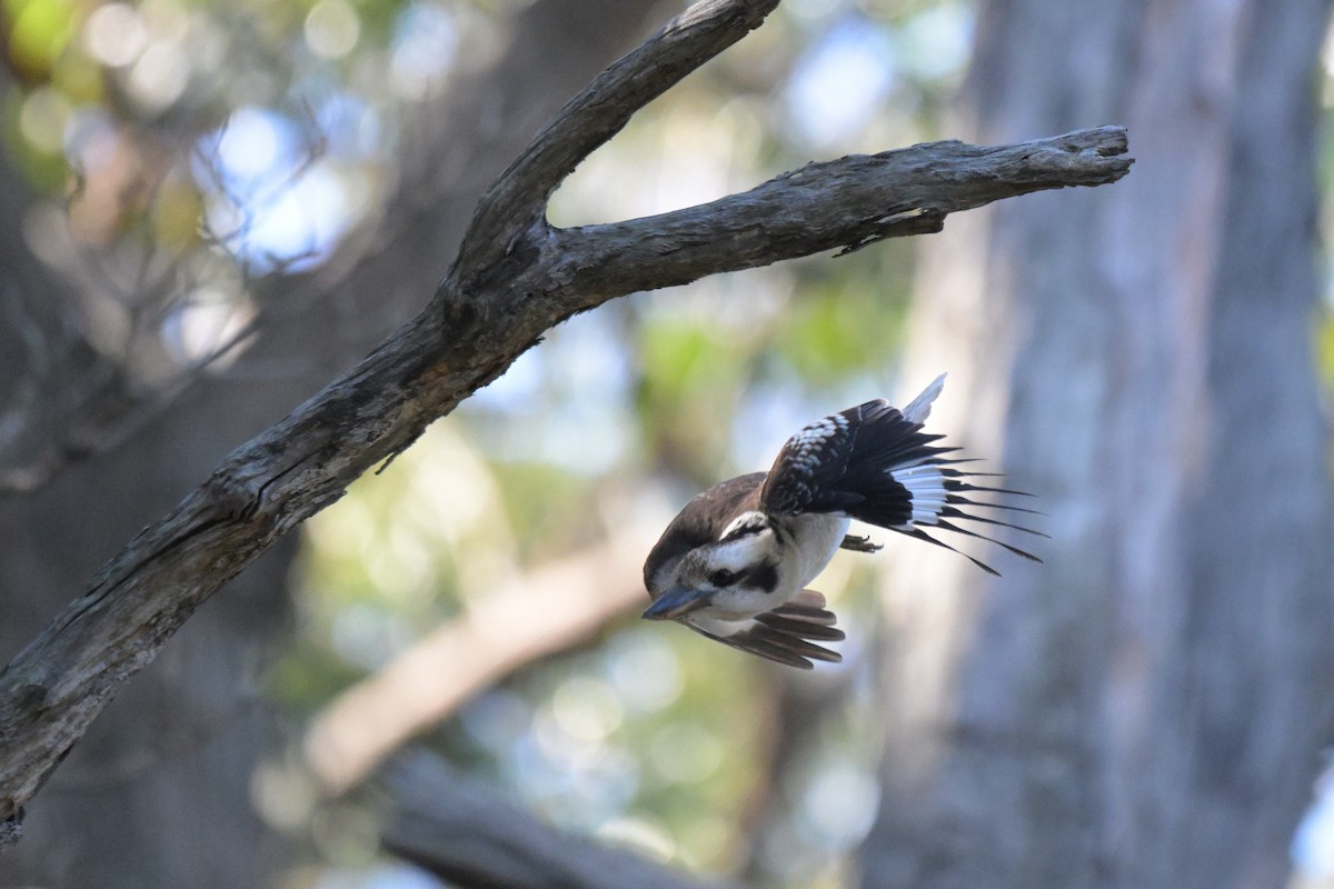 Laughing Kookaburra - ML641039478