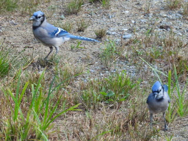 Blue Jay - ML641039498