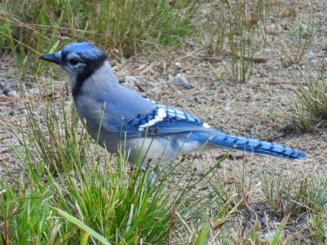 Blue Jay - ML641039499