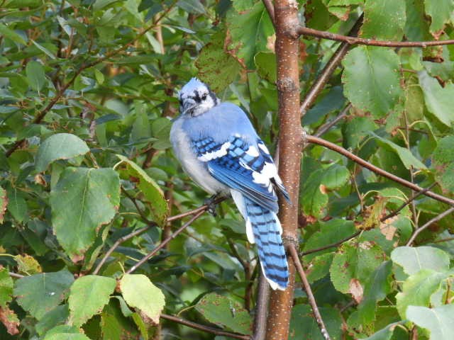 Blue Jay - ML641039500