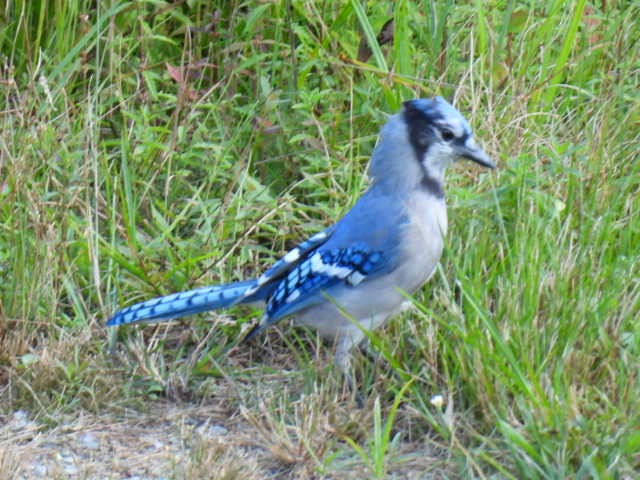 Blue Jay - ML641039502