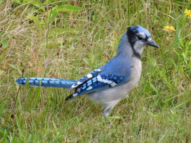 Blue Jay - ML641039503