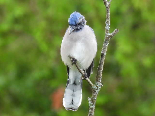Blue Jay - ML641039504