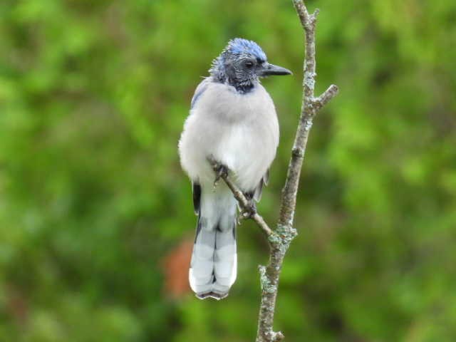 Blue Jay - ML641039505