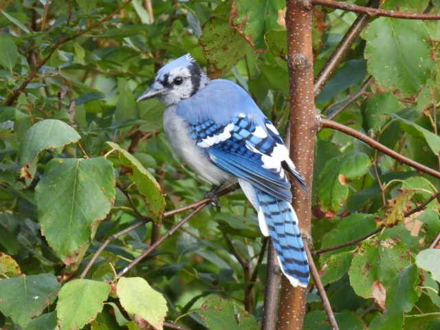 Blue Jay - ML641039506