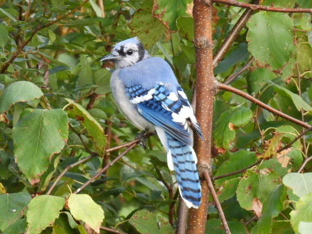 Blue Jay - ML641039507