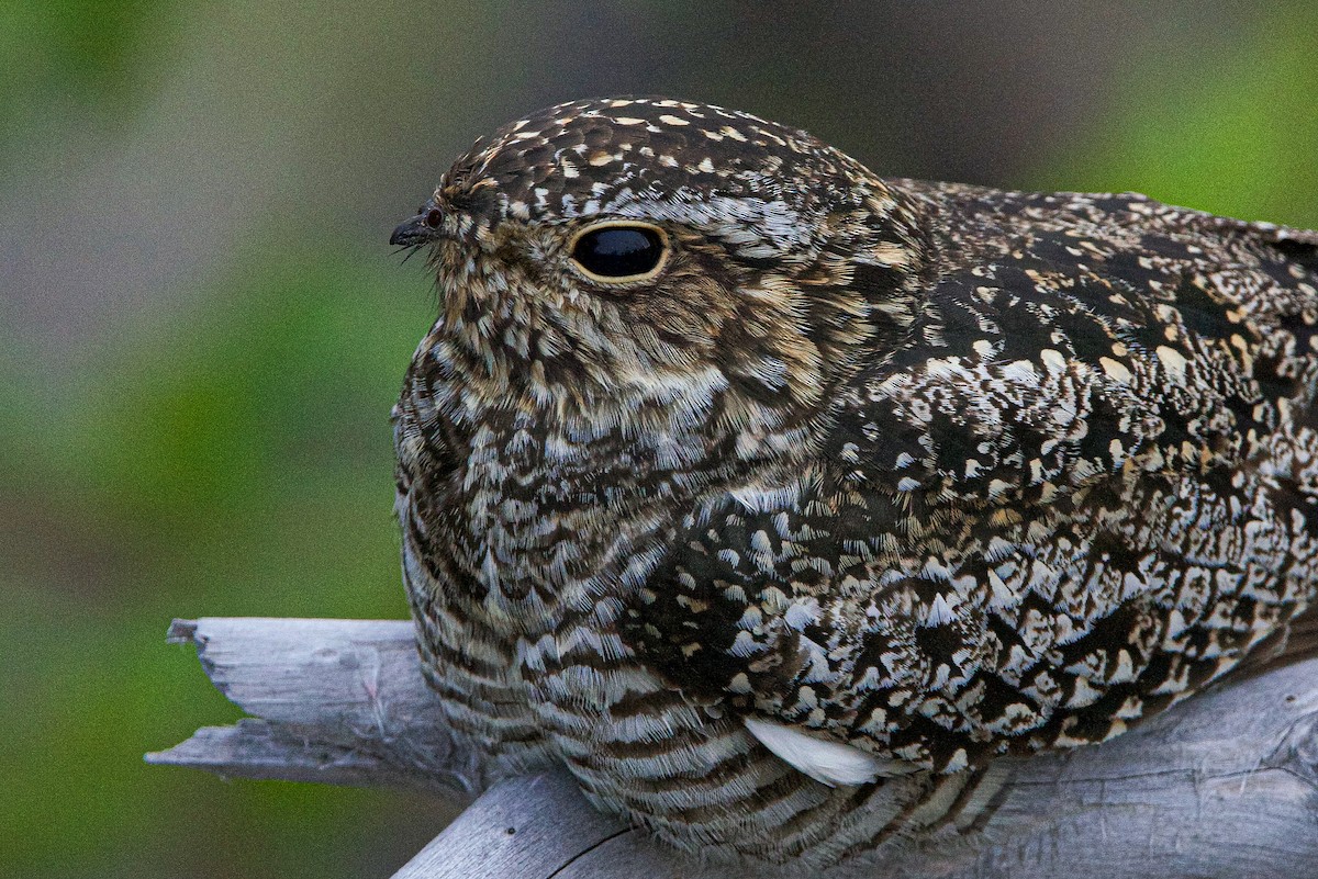 Common Nighthawk - ML641039517